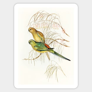 Red-backed Parakeet Sticker